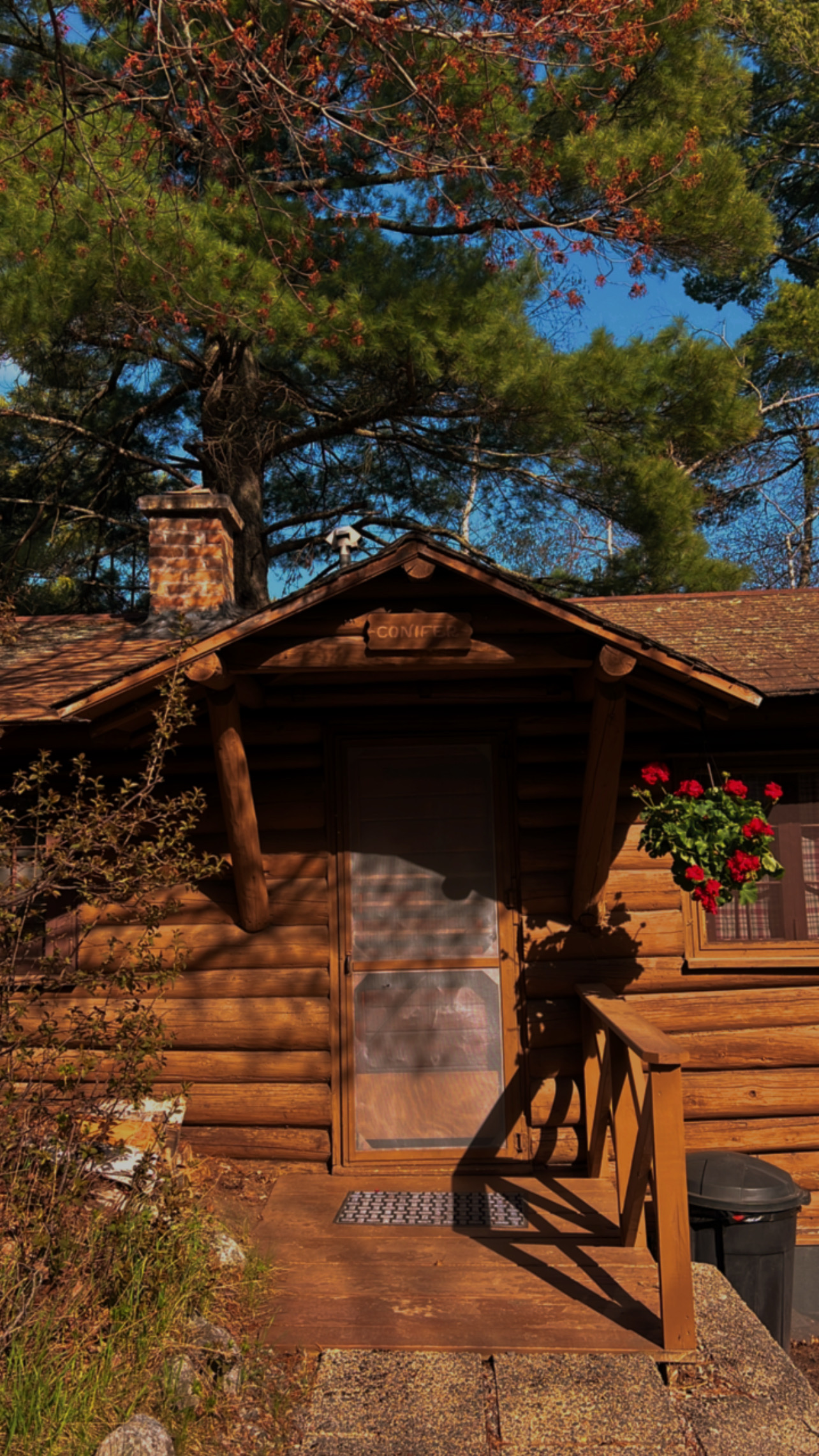 Conifer view 7