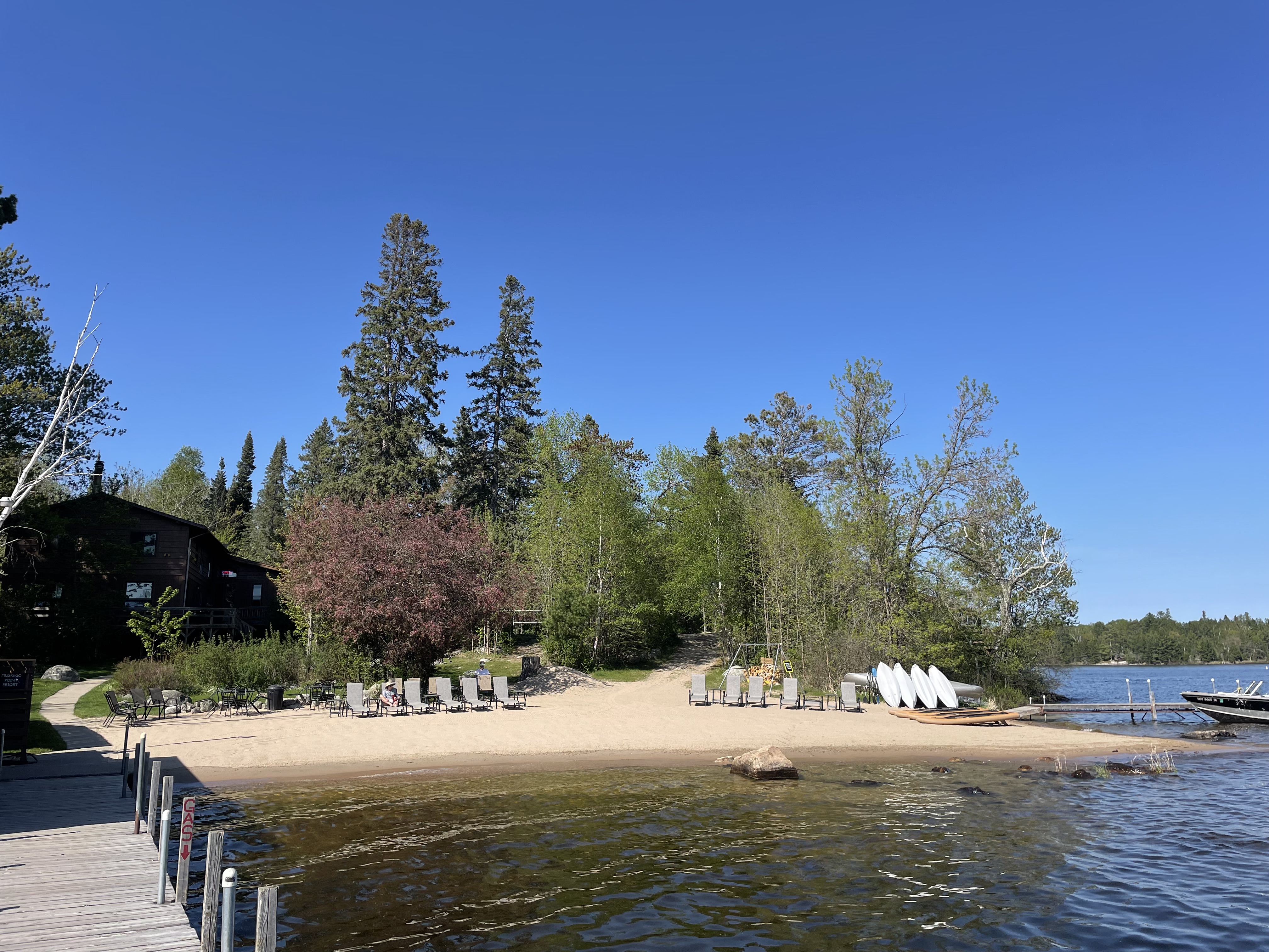 Sandy beach and pine trees at Muskego Point Resort on Lake Vermilion